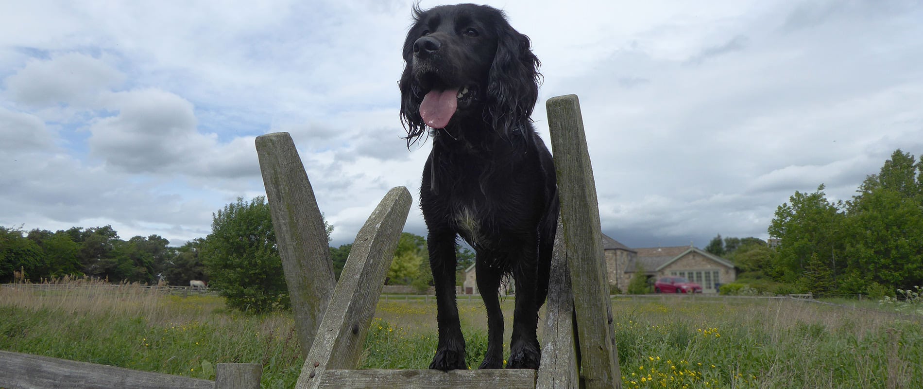 Pry House B&B Spaniel - Kes